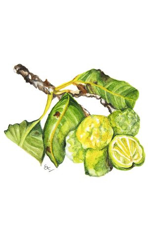 PHITO Active balancing lotion 50 ml 2