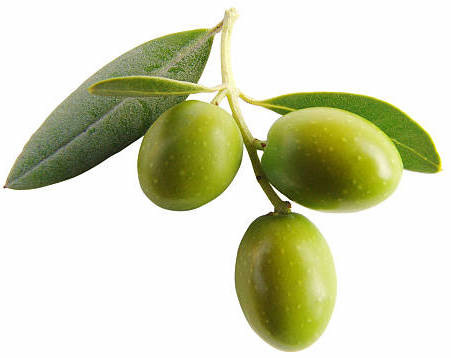 OYSTER Šampón - olivový olej 1000 ml pre vlnité, kučeravé-zamotané vlasy 2