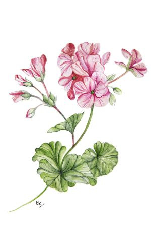 PHITO Purifing shampoo čistiaci šampón proti lupinám 250 ml 1