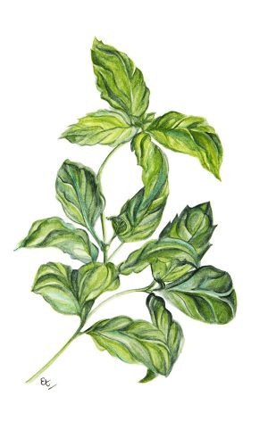 PHITO Urban collection shampoo 1000 ml 1