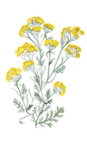 PHITO Soothing shampo upokojujúci šampón pre citlivú pokožku 1000 ml 1