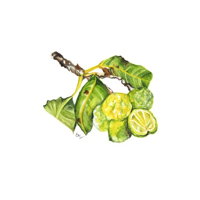 PHITO complex Balancing rada na mastné vlasy