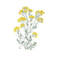 PHITO complex Soothing rada pre citlivú pokožku