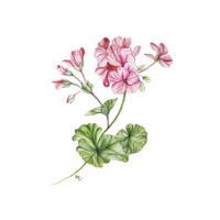 PHITO complex Purifing rada proti vlasovým lupinám