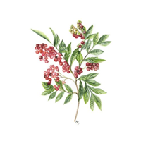 PHITO complex Energizing rada proti vypadávaniu